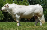 Niger PP - heterozygot Mh/+ pro mutaci Q204X
